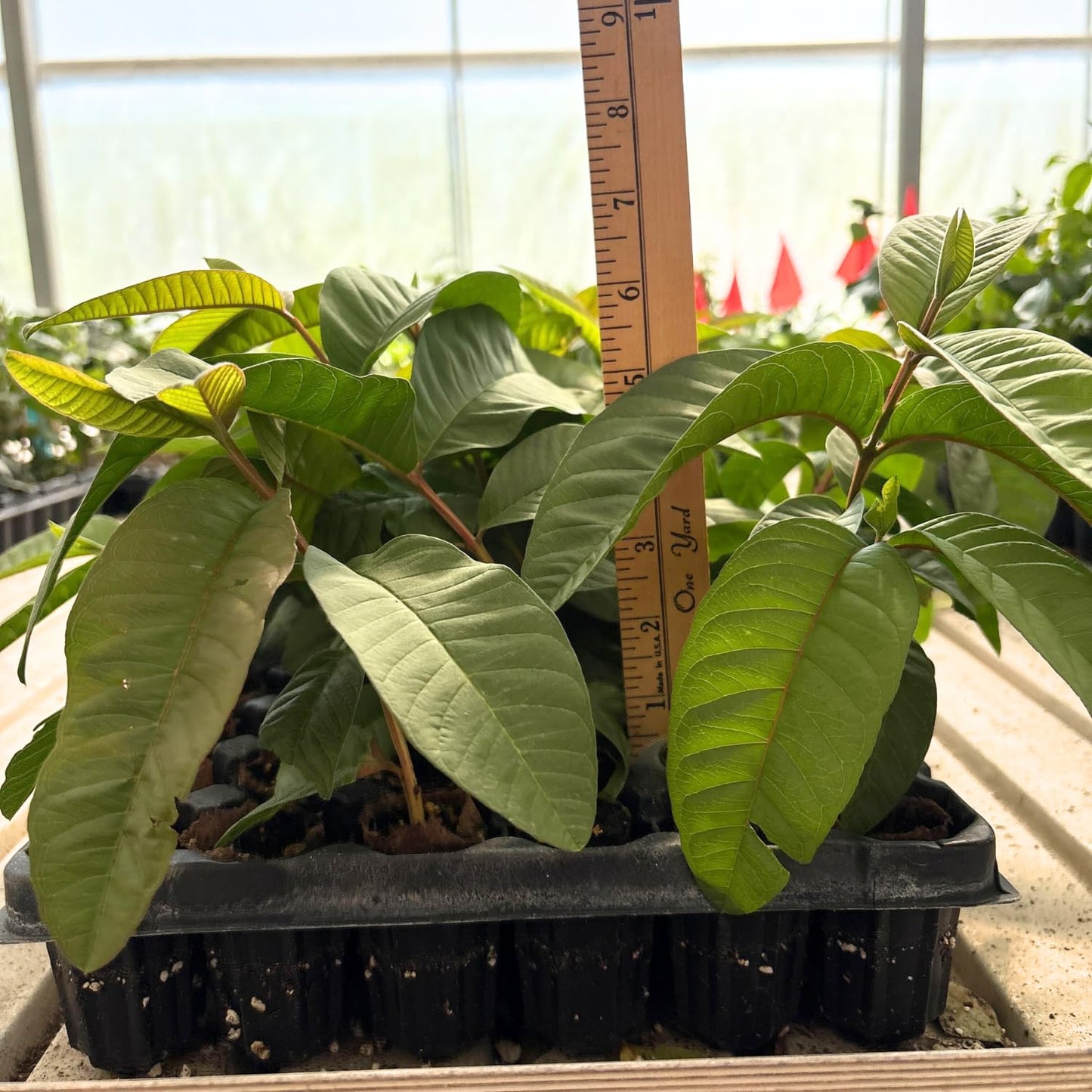 Guava Tree Live Plant, 4-8" Pink Guava Tree Live Plant, Guava Tree Plant Live, Guava for Planting