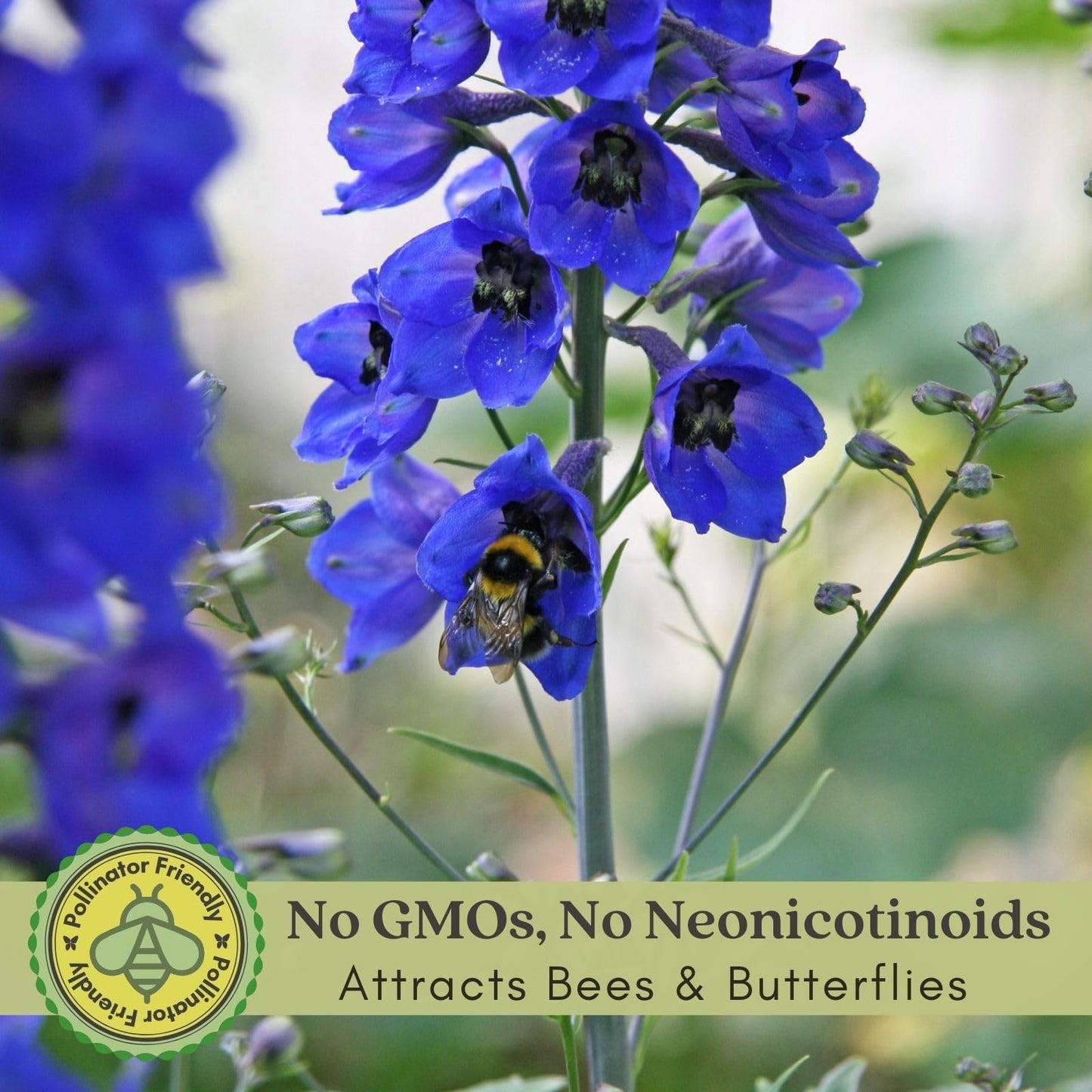 Clovers Garden Delphinium Black Knight (Larkspur) Live Plants - Two (2) Non-GMO Plants - Each 4" to 8" Tall in 4" Pots - Large Flower Spikes
