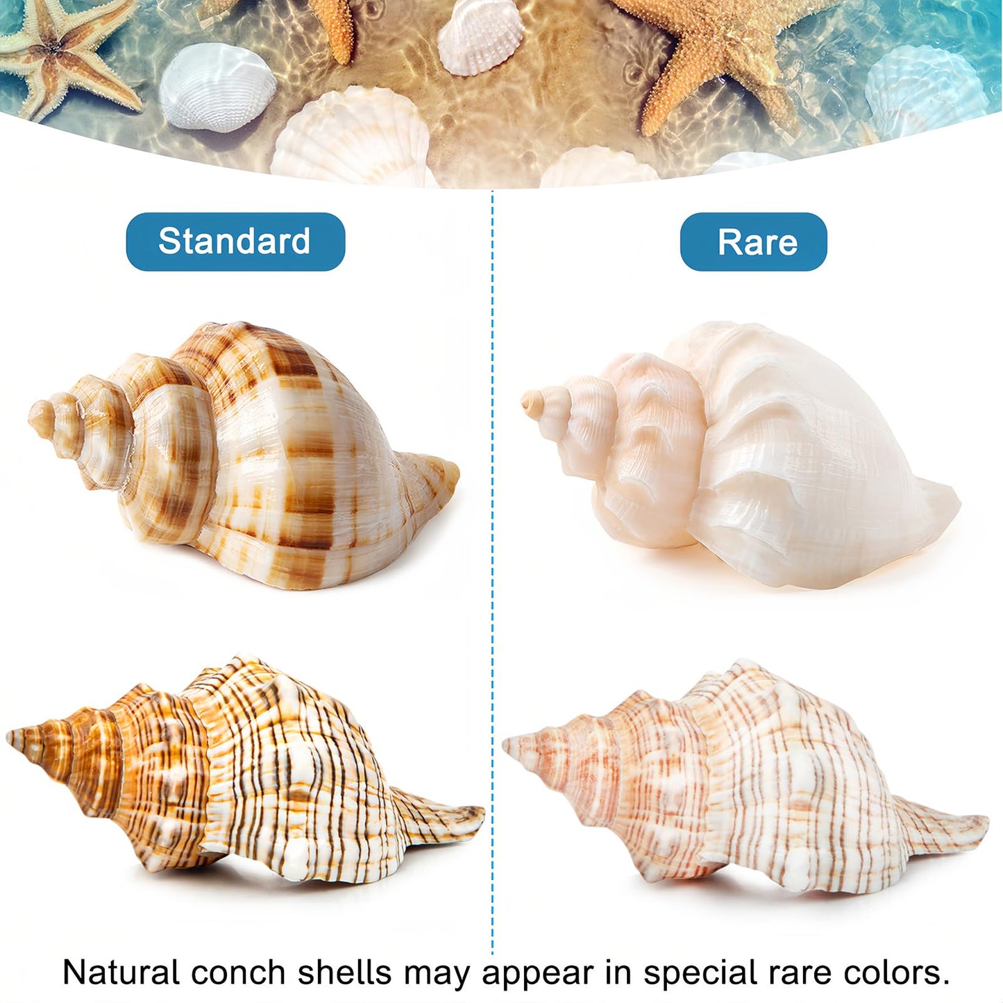 WeDoSoy 5PCS Extra Large Hermit Crab Shells | Natural Sea Conch Size 3" - 4.7", Opening Size 1.6" - 2.7" | Turbo Seashells for Hermit Crab Supplies and Beach Decoration Large Sea Shell