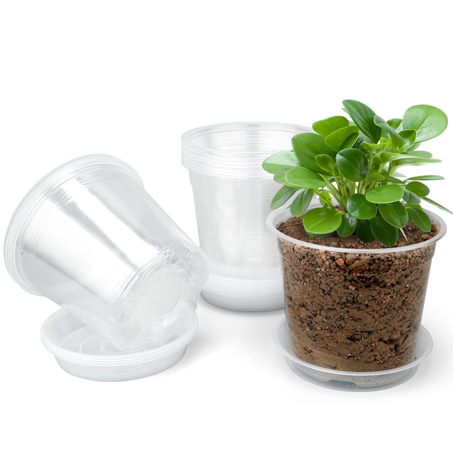 FUOAUYK 5 Inch Clear Nursery Pots with Drainage Trays, 15 Pack Plastic Pots for Plants, Clear Pot for Seed Starting, Transplanting, Succulents, and Indoor Gardening (5 inch)