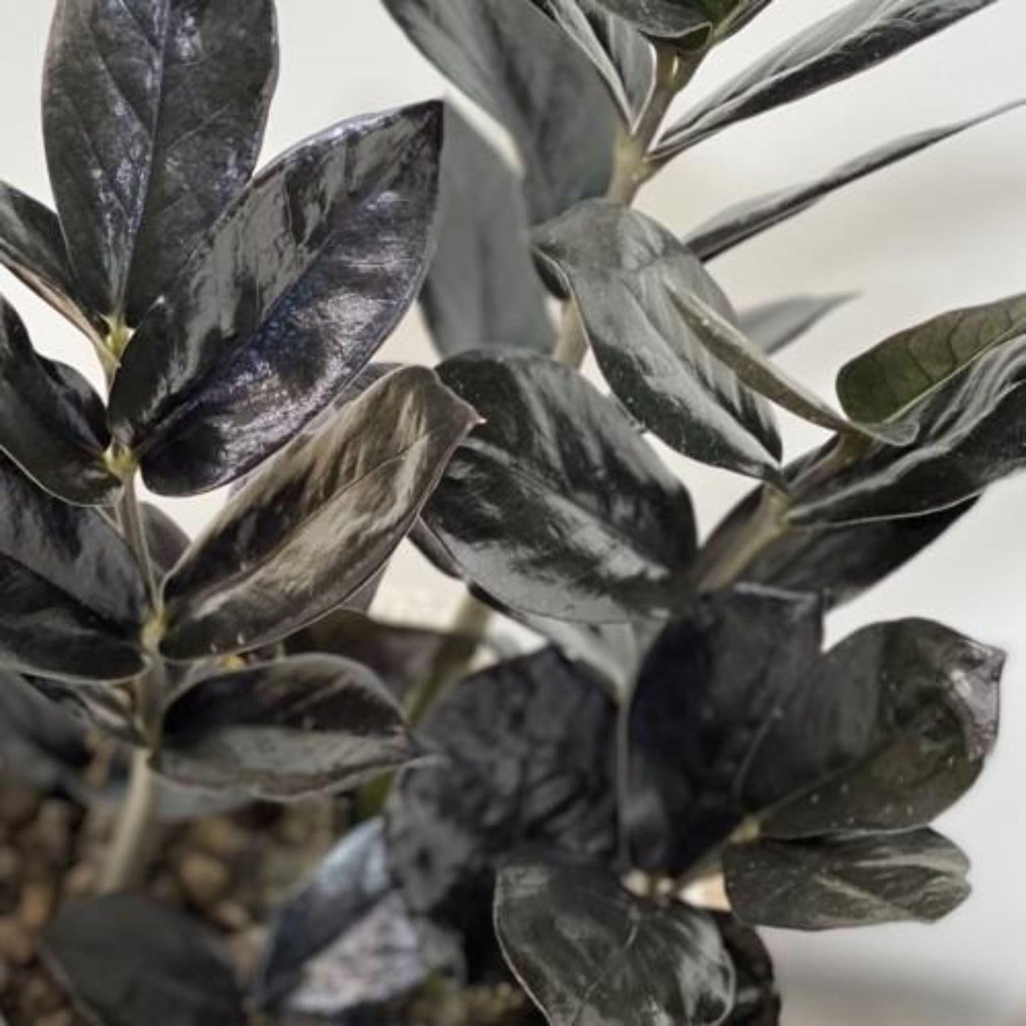 Live Black ZZ Plants, Black ZZ Plant Live Houseplants for Planting Indoor 3 Inch Pot