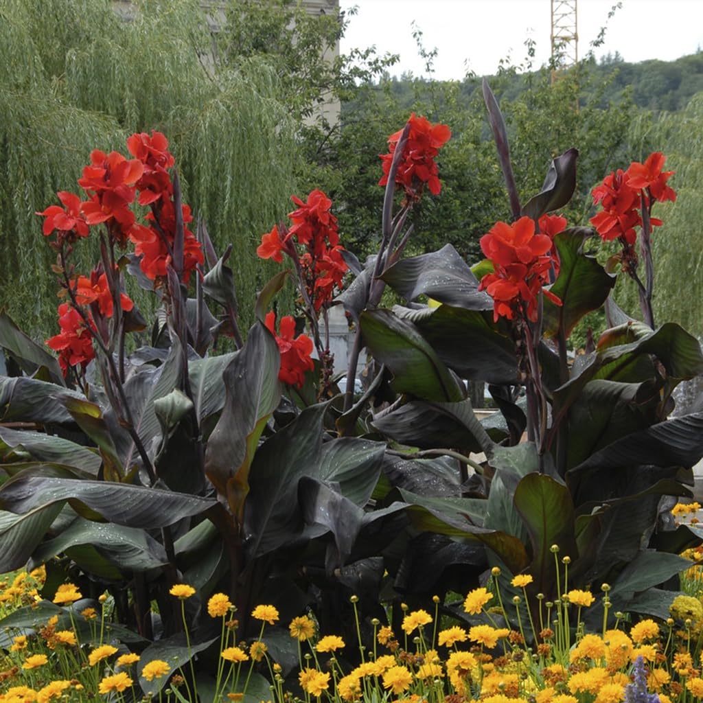 Van Zyverden Cannas Giant Black Knight Set of 3 Bulbs
