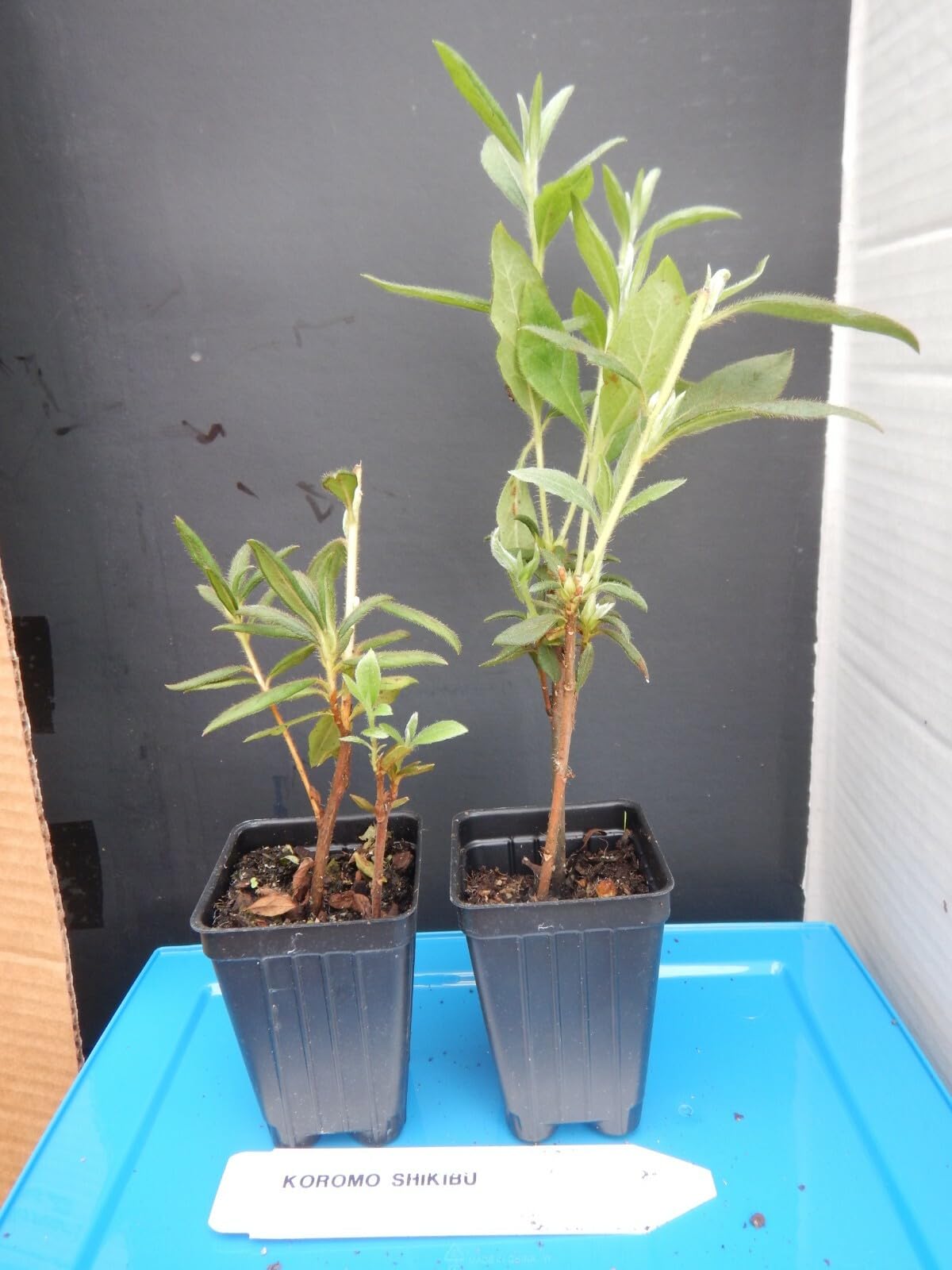 Live Plant - Koromo Shikibu Azalea Rhododendron Deciduous Starter Plant