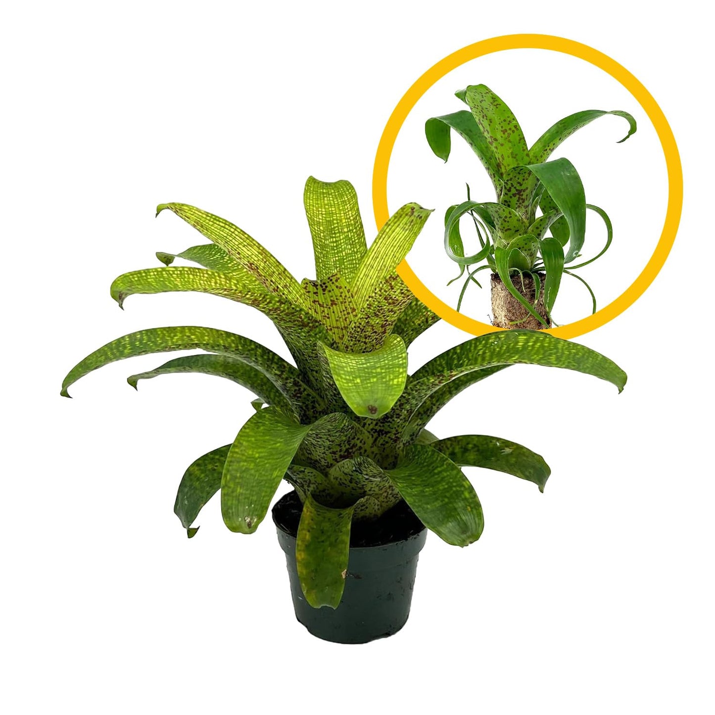 ragnaroc Live Plants – Bromeliad Vrisea Fenestralis, 4-8" 2" Plug - 1ct - Live Arrival Guaranteed - House Plants for Home Decor & Gift