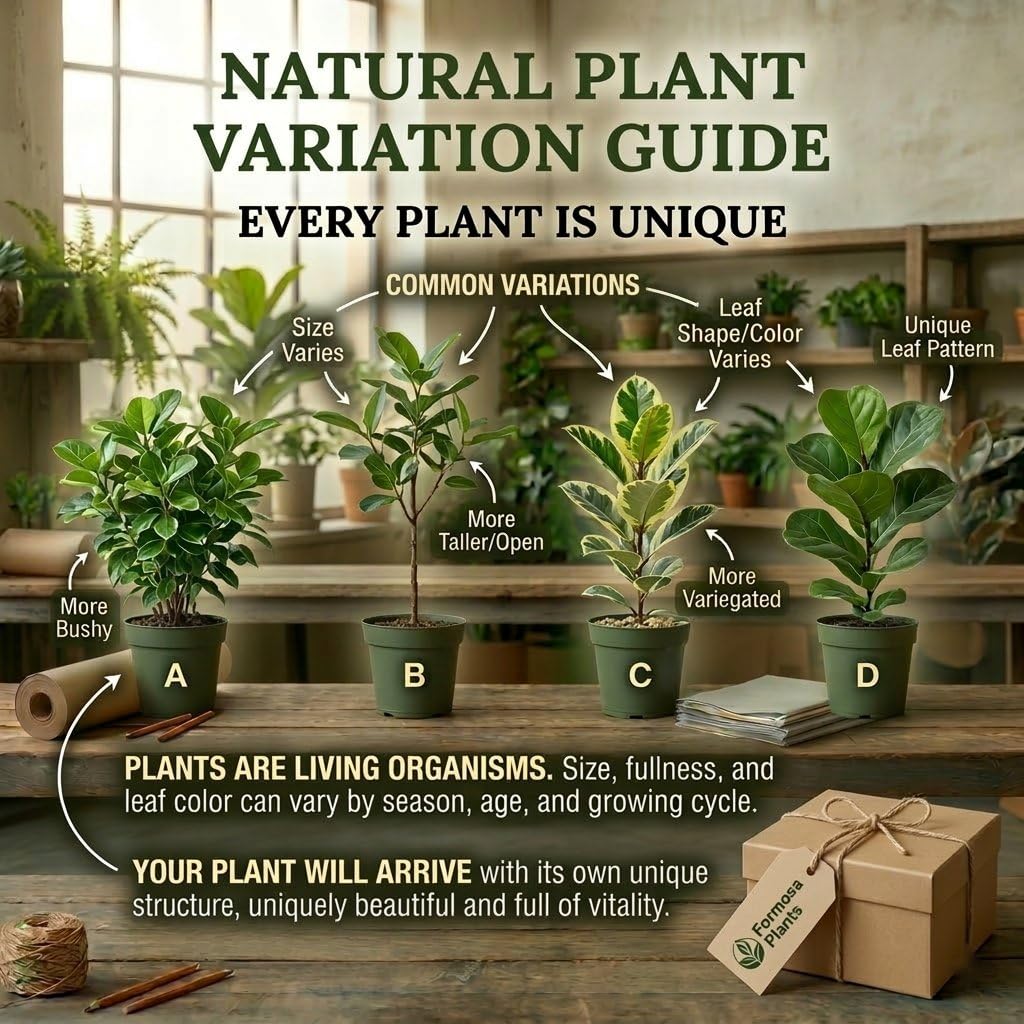 Red Maranta Prayer Plant - 1 Live Plant in a 2 Inch Pot - Striking Red-Veined Foliage, Easy Care Tropical Indoor Houseplant - Maranta leuconeura 'Erythroneura'