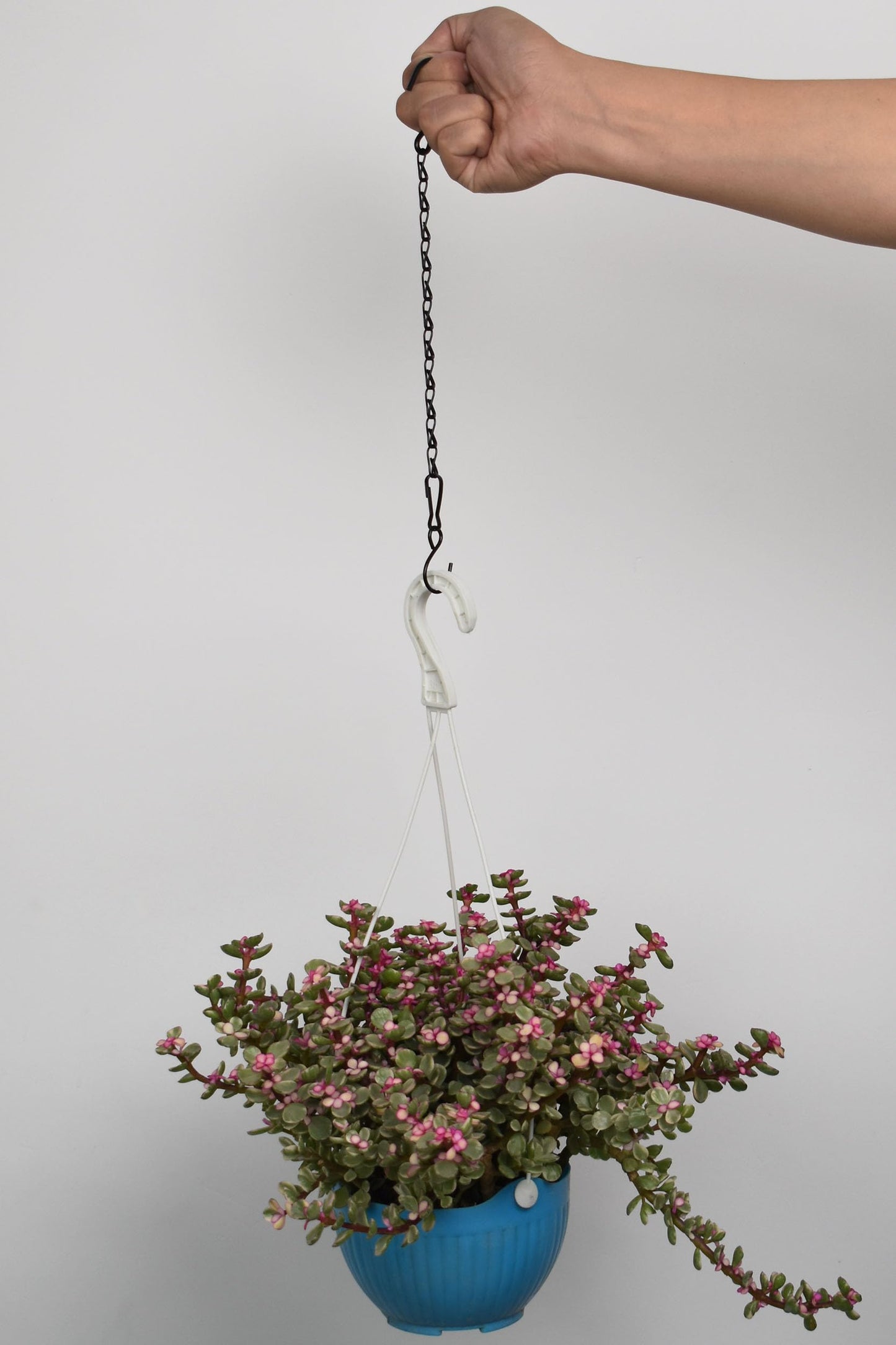 Sersberg Chain for Hanging Plants,11 Inch Black Hanging Chain, Small Hanging Basket Chain Kits with Hooks for Bird Feeder Hanging Basket Extender Porch Wind Chime (Black, 11 Inch-6PCS)