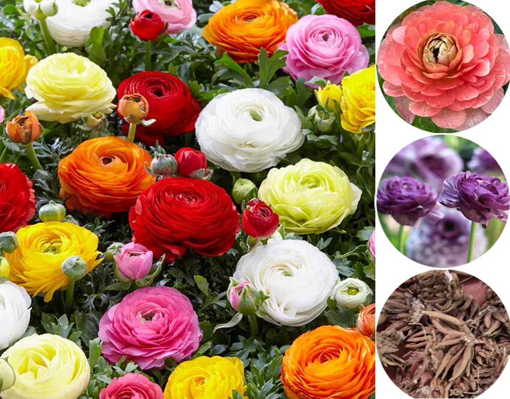 10pcs Peony Ranunculus Bulbs Mixed Corms Flower Bulb Garden Blooms Planting (Mixed)