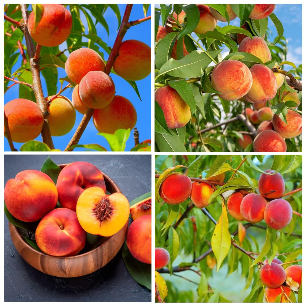 5 Pieces Nemaguard Peach Fruit Tree Seeds for Planting Outdoor- Perennial Non GMO Fruit Seeds Tasty Sweet Great Home Garden Gift