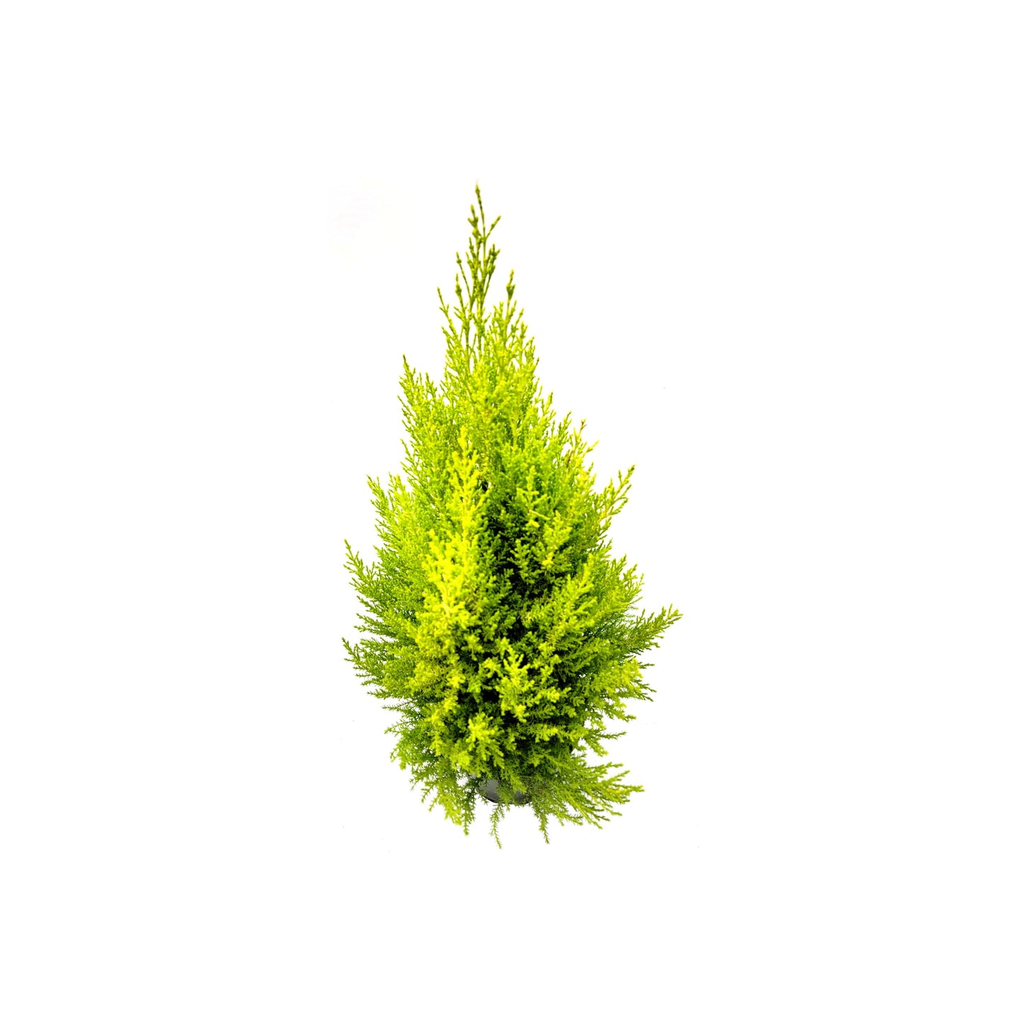 Live Dwarf Lemon Cypress, Cupressus macrocarpa 'Goldcrest Wilma', Indoor Tree, Houseplant, 6-in Pot
