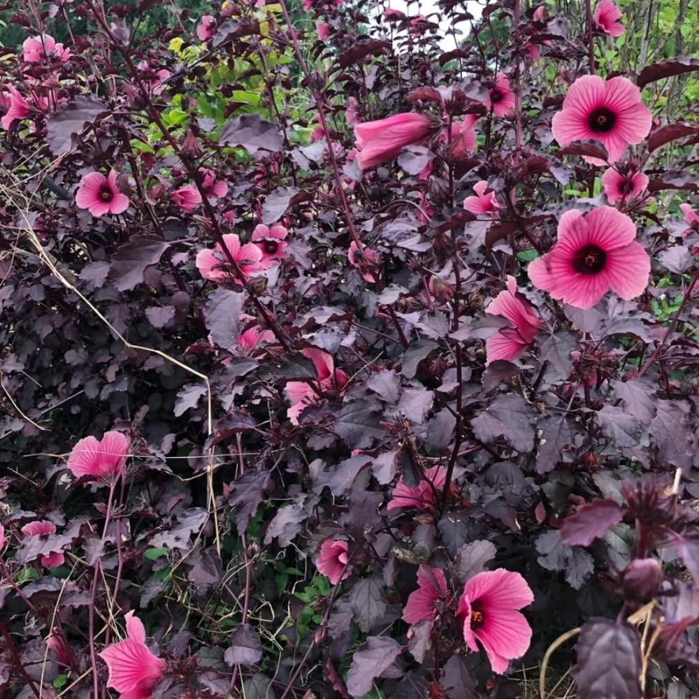2 Hardy Hibiscus Plants Live, Cranberry Hibiscus Flowers Plants, 4 to 7 Inches in Height