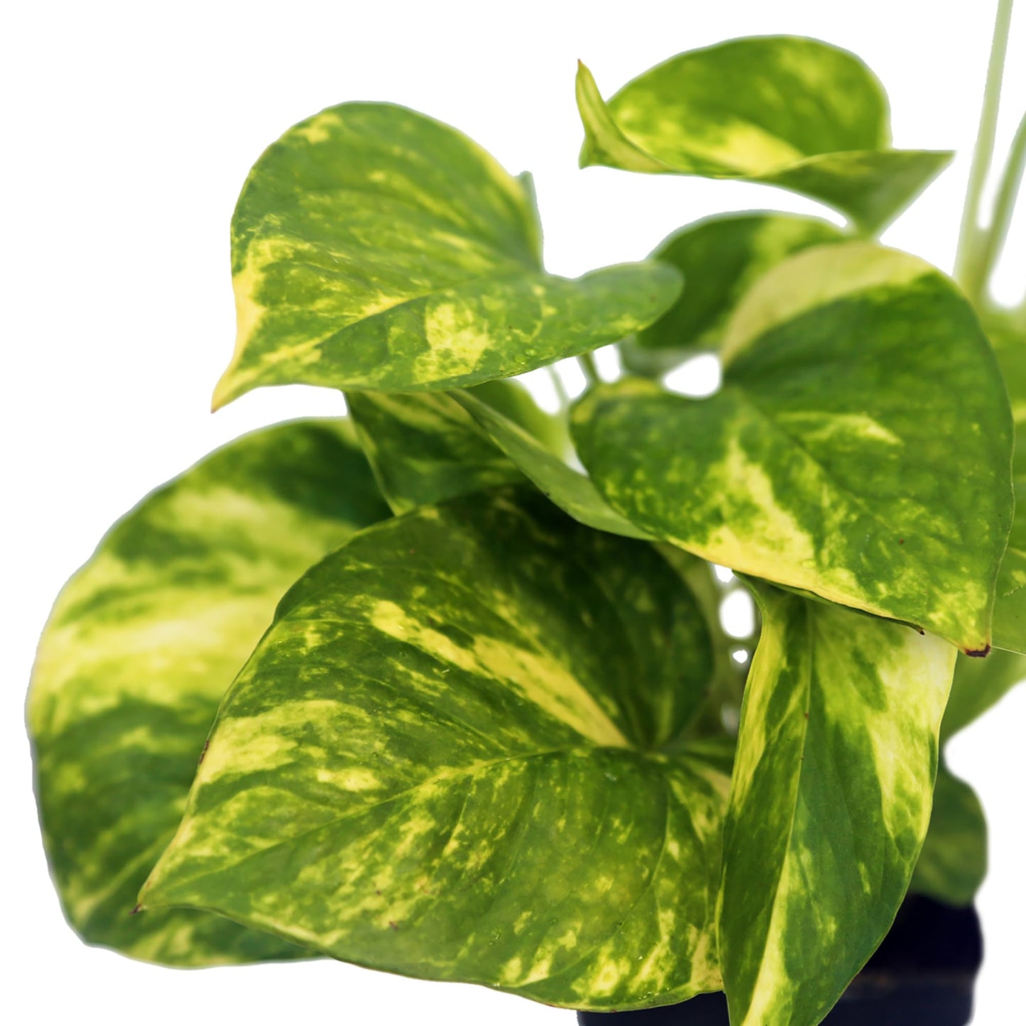 12 Pack Live Golden Pothos, Devil's Ivy Vine, Indoor Trailing Houseplant, Variegated Potted Plant, Sympathy Gift, Live Decor, Birthday Gift, Office Gift, Housewarming Gift in 3" Pot