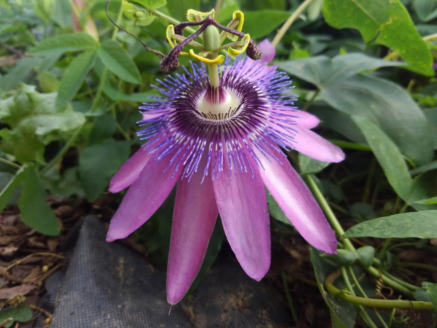 Live Plant - Lavender Lady Passiflora Starter Plant Passiflora X Alato Fragrant!