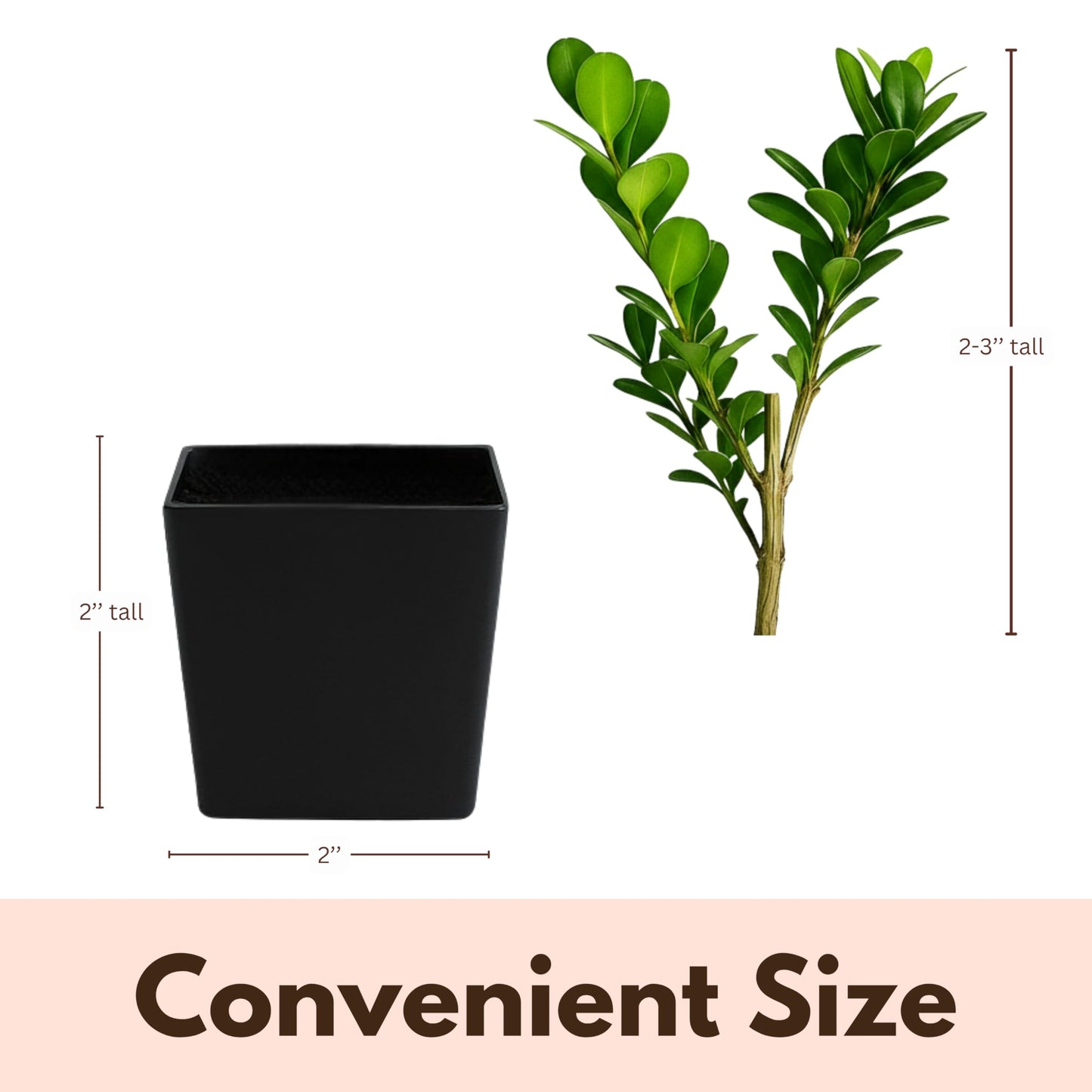 MyShelfie - Bonsai Starter Tree Plant Gift, Japanese Boxwood Topiary Evergreen Shrub Hedge, 2 in Pot