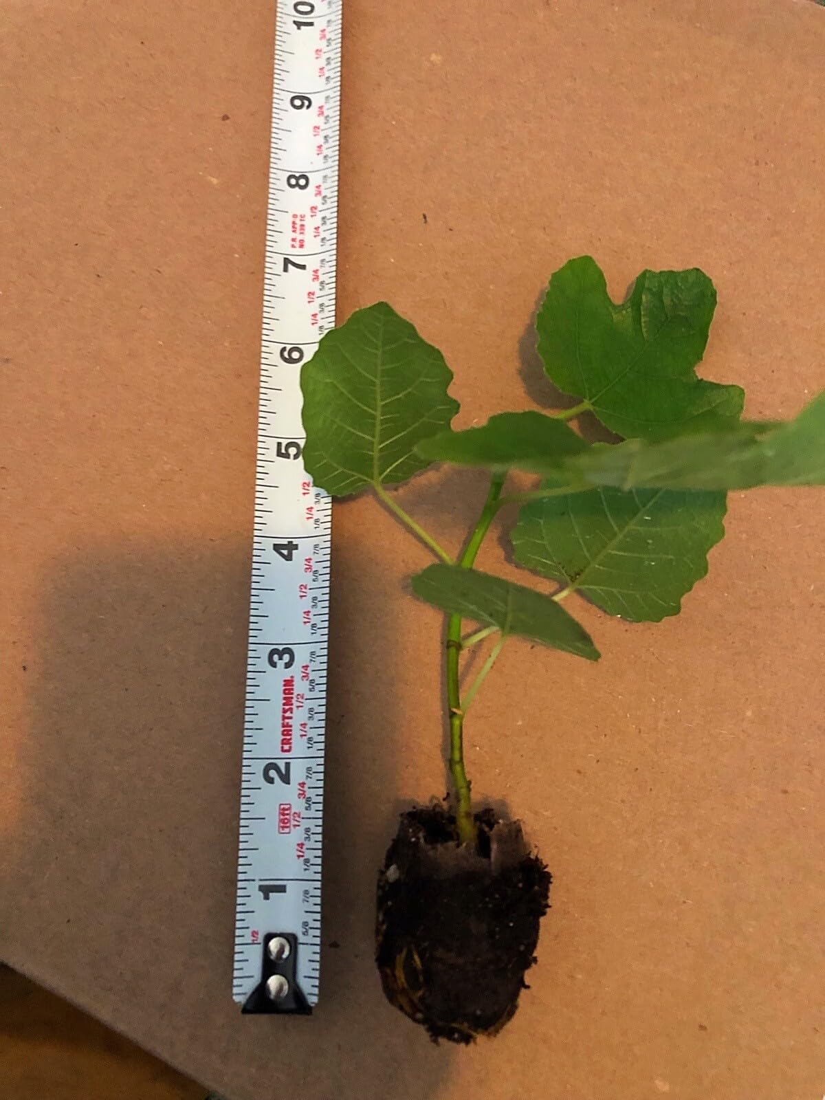 Live Plant - Fig Tree Combo Pack Cold Weather 3 Varieties 6 Total Plants