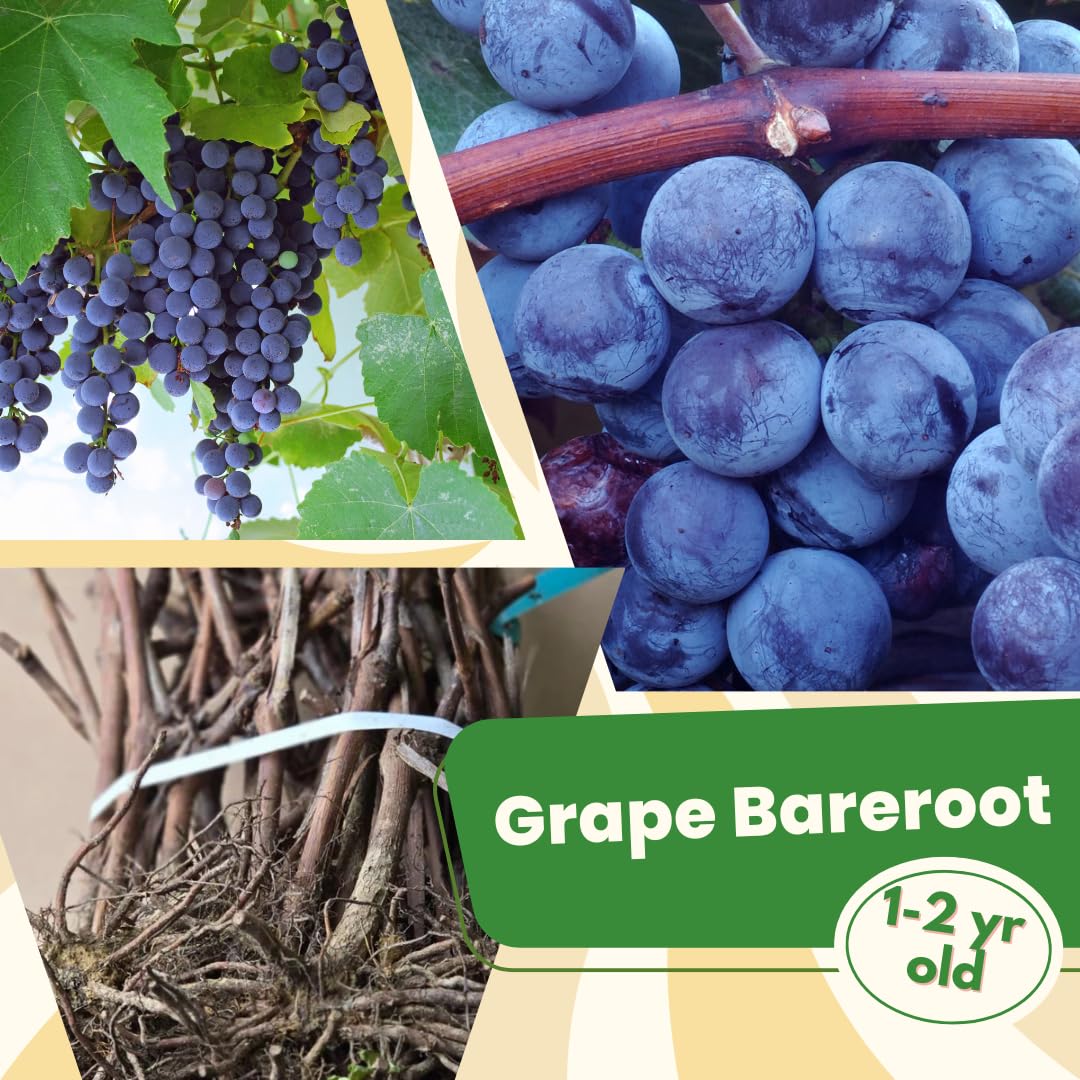 Concord Grape Vine for Planting, Bareroot 1-2 Years Old, Concord Grape Plant Live Sweet Grape Fruits Ready to Grow