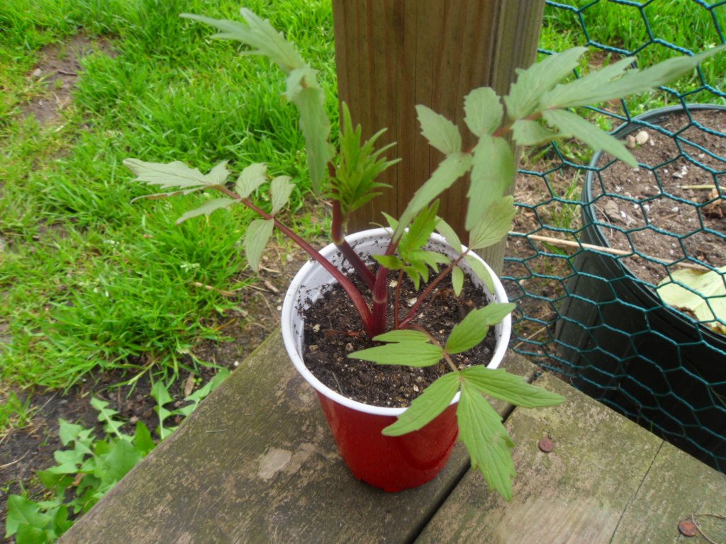 Live Valerian Plant - (Valeriana officinalis)