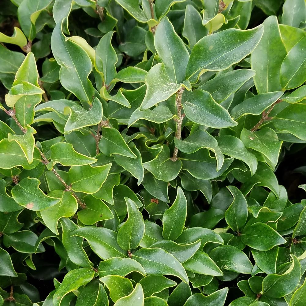 Wavy Leaf Ligustrum Recurvifolia (2.5 Gallon) Evergreen Shrub or Small Tree with Glossy-Green Foliage and Small White Flowers in Spring - Full Sun to Part Shade Live Outdoor Plant
