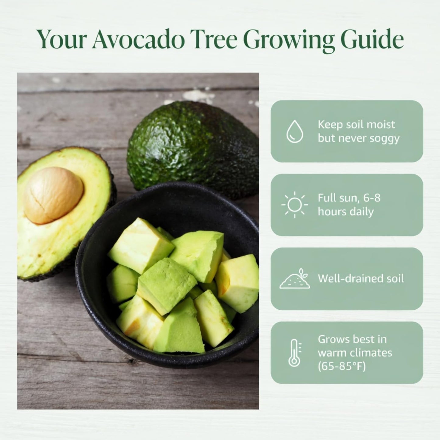 Avocado Tree Live 1-2 Ft Tall in 3 Gallon Pot, Grafted Avocado Tree for Outdoor Garden or Patio Planting, High Yield, Ready to Bear Fruits, No CA (Black Avocado)