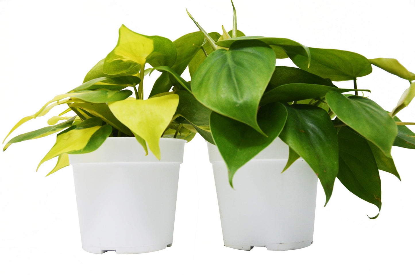 Philodendron Variety 2 Pack | Live Plant for Indoor & Outdoor | for Living Room, Office, Bathroom | (4" Pot)