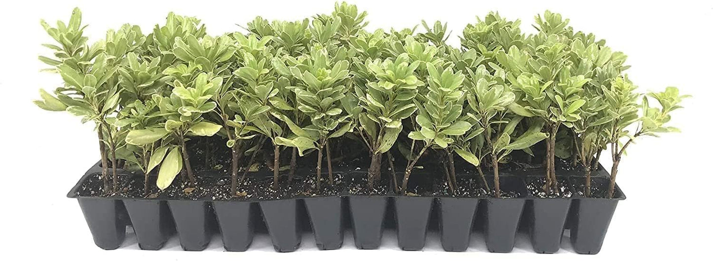 Variegated Pittosporum | 3 Live Plants | Pittosporum Tobria Variegatum | Evergreen Border Accent Hedge Shrub