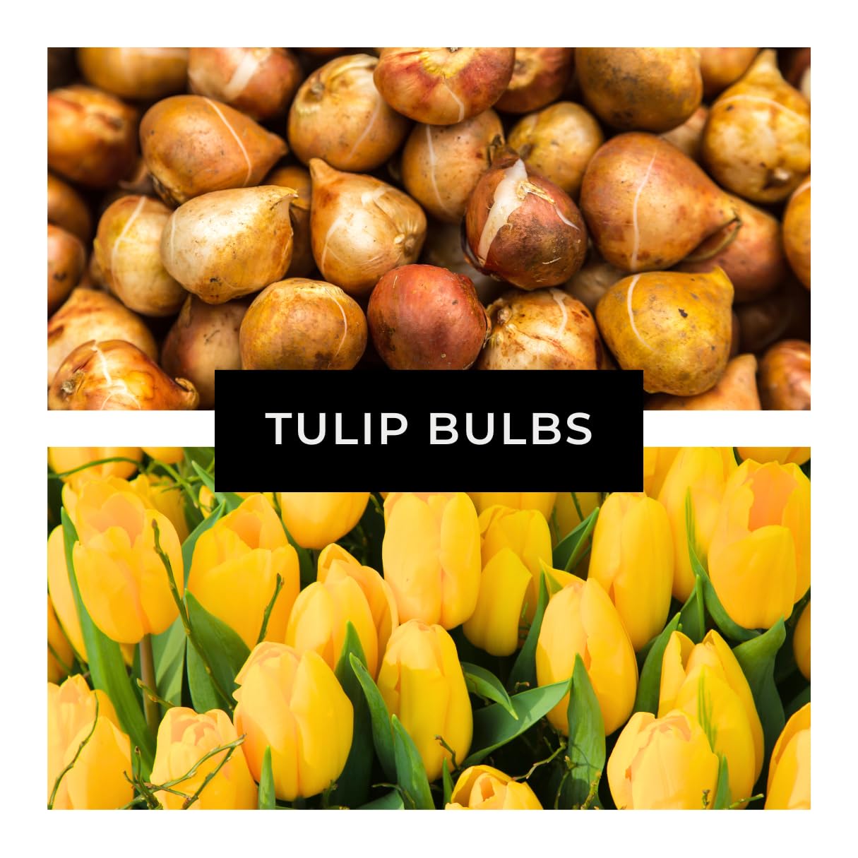 Yellow Tulip Bulb for Planting - Stunning Pure Yellow, Vibrant and Bright (10 Bulbs) - Perfect for Garden Beds, Borders, Containers, and Mass Plantings