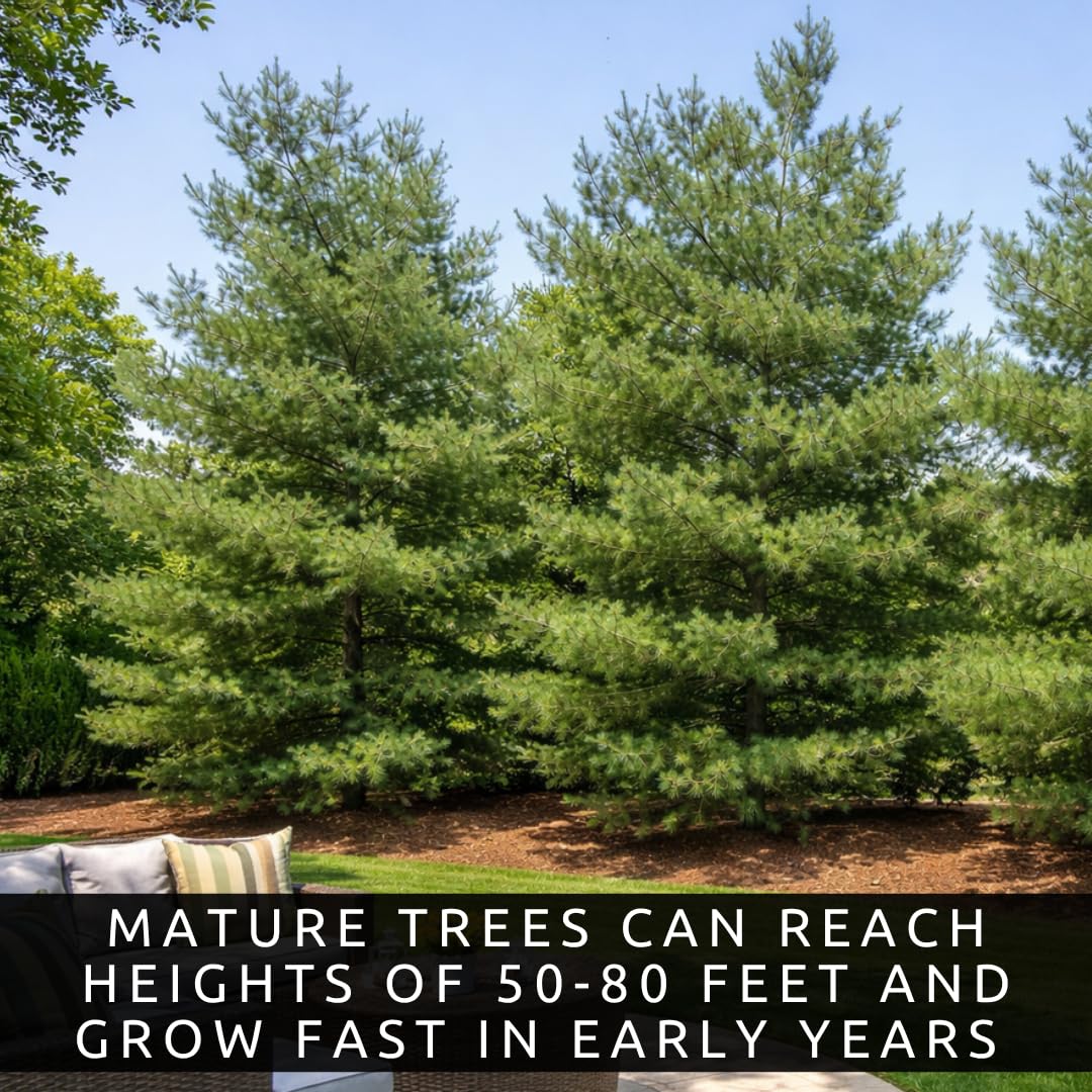 Eastern White Pine Tree Seedlings for Planting - Evergreen Tree Seedlings - Grow Beautiful Evergreen Tree Seeds (1 Seedling) - No Ship to California