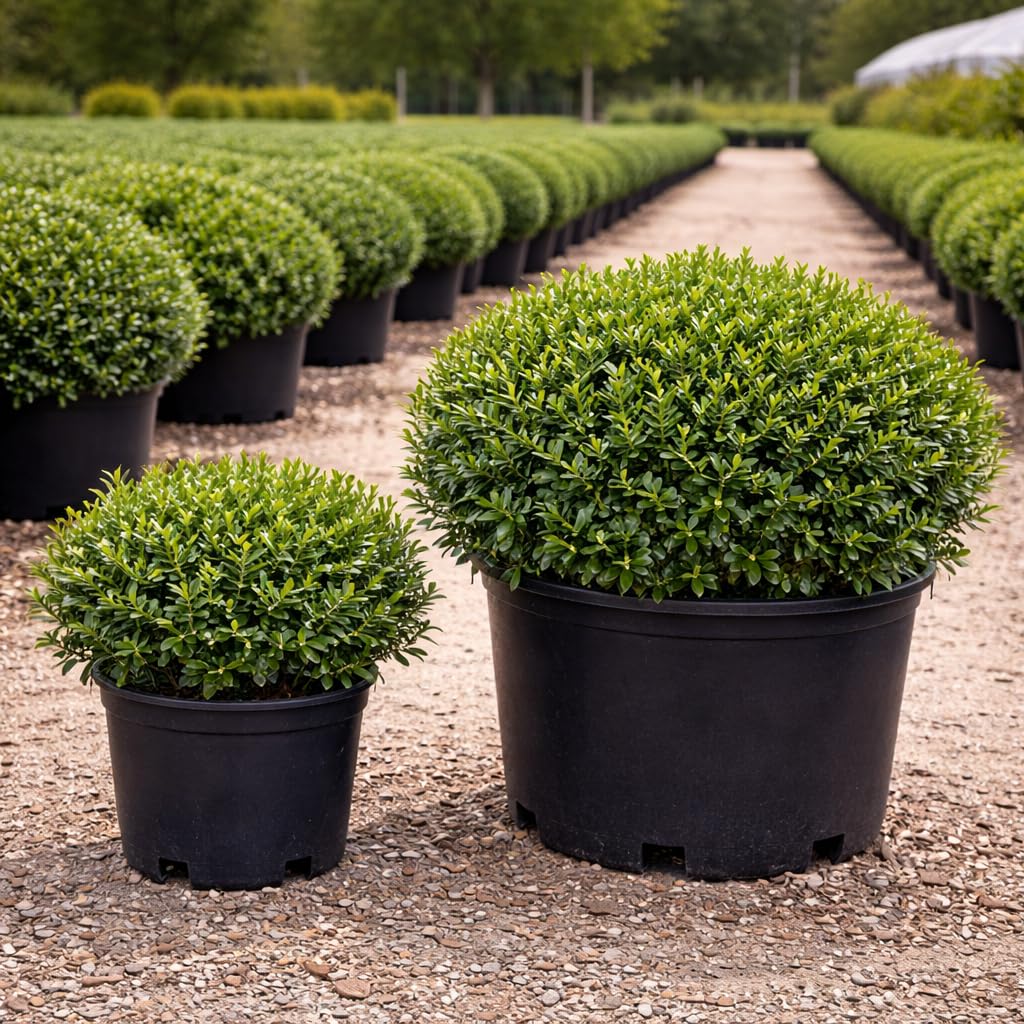 Hoogendorn Japanese Holly 3-Gallon