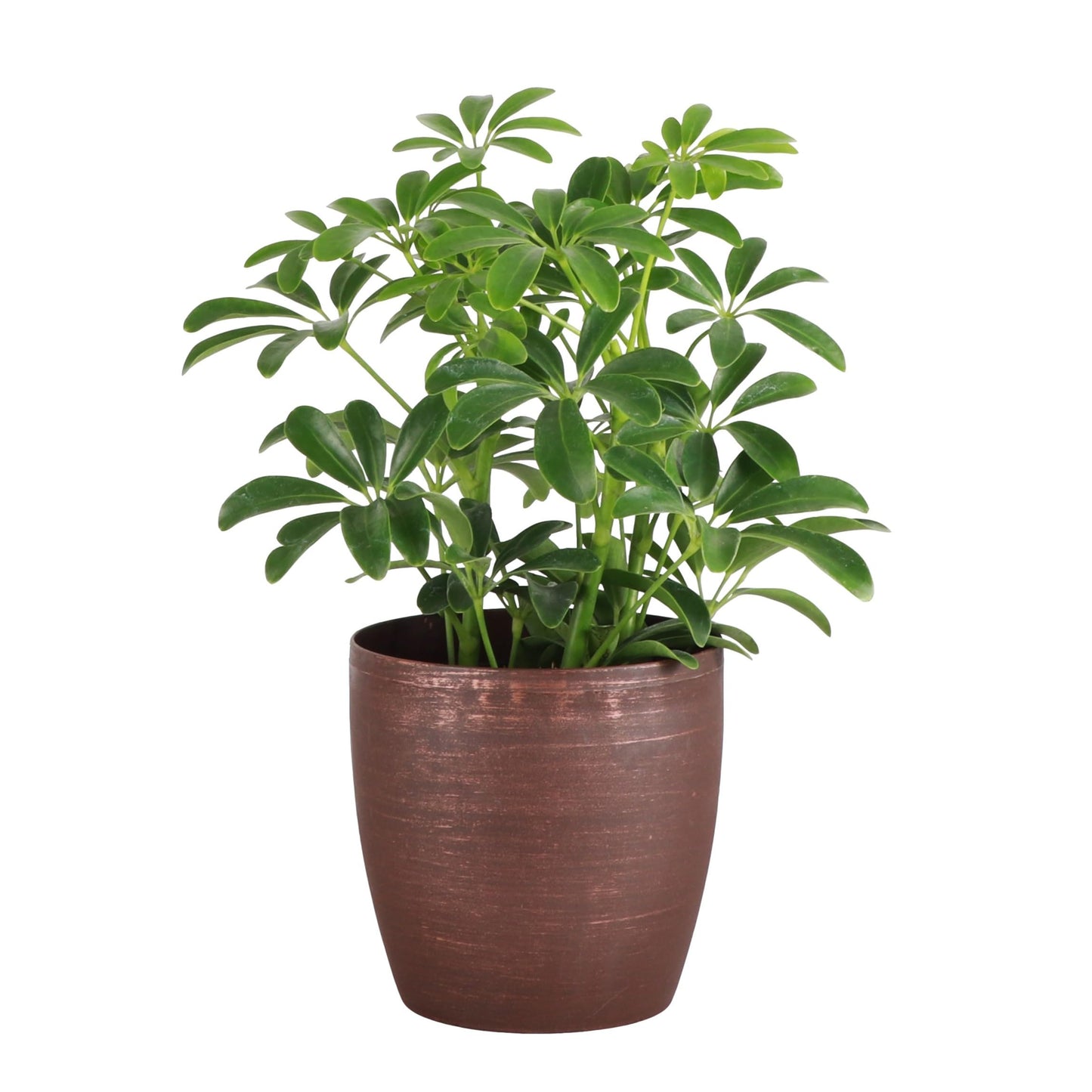 Thorsen's Greenhouse Live Arboricola Umbrella Tree Plant, Schefflera Arboricola, Natural Air Purifier, Easy to Grow, Live Indoor Houseplant, 4-inch Diameter (Copper)