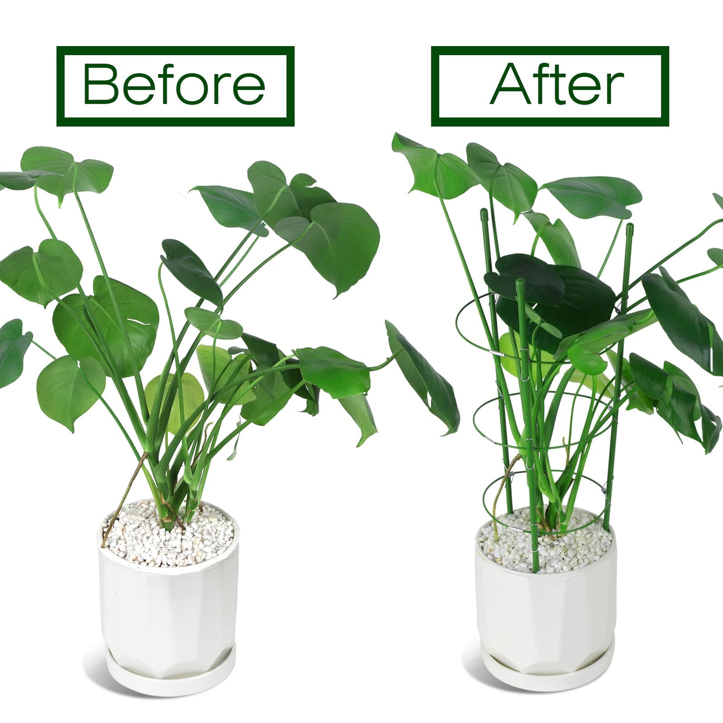 LEOBRO Tomato Cage, 2 PCS Small Plant Support Cage Rust Resistant Garden Ring Stake Plant Support for Tomato, Trellis, Climbing Plant, Flower, Plant Cages for Small Plants,17.7" H