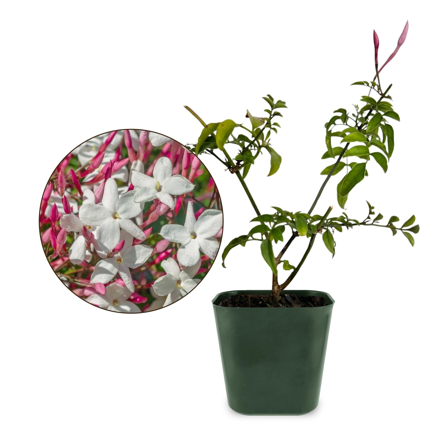 Mini Pink Jasmine Vine, Fragrant and Live Houseplant, 2 Inch Pot, Jasminum Polyanthum (2)