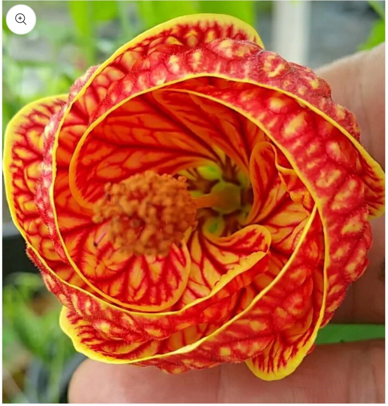 Live Plant - Tiger Eye Abutilon Flowering Maple Small Rooted Starter Plant
