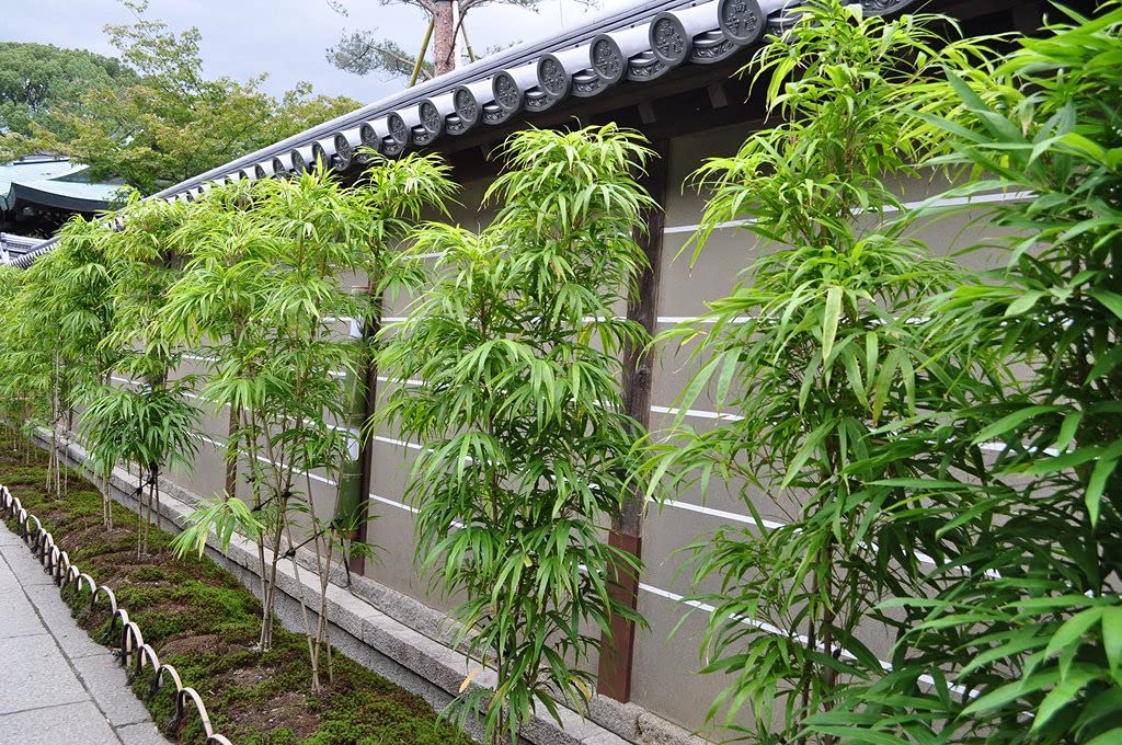 Bambusa “Lady Finger” Clumping Bamboo Plant