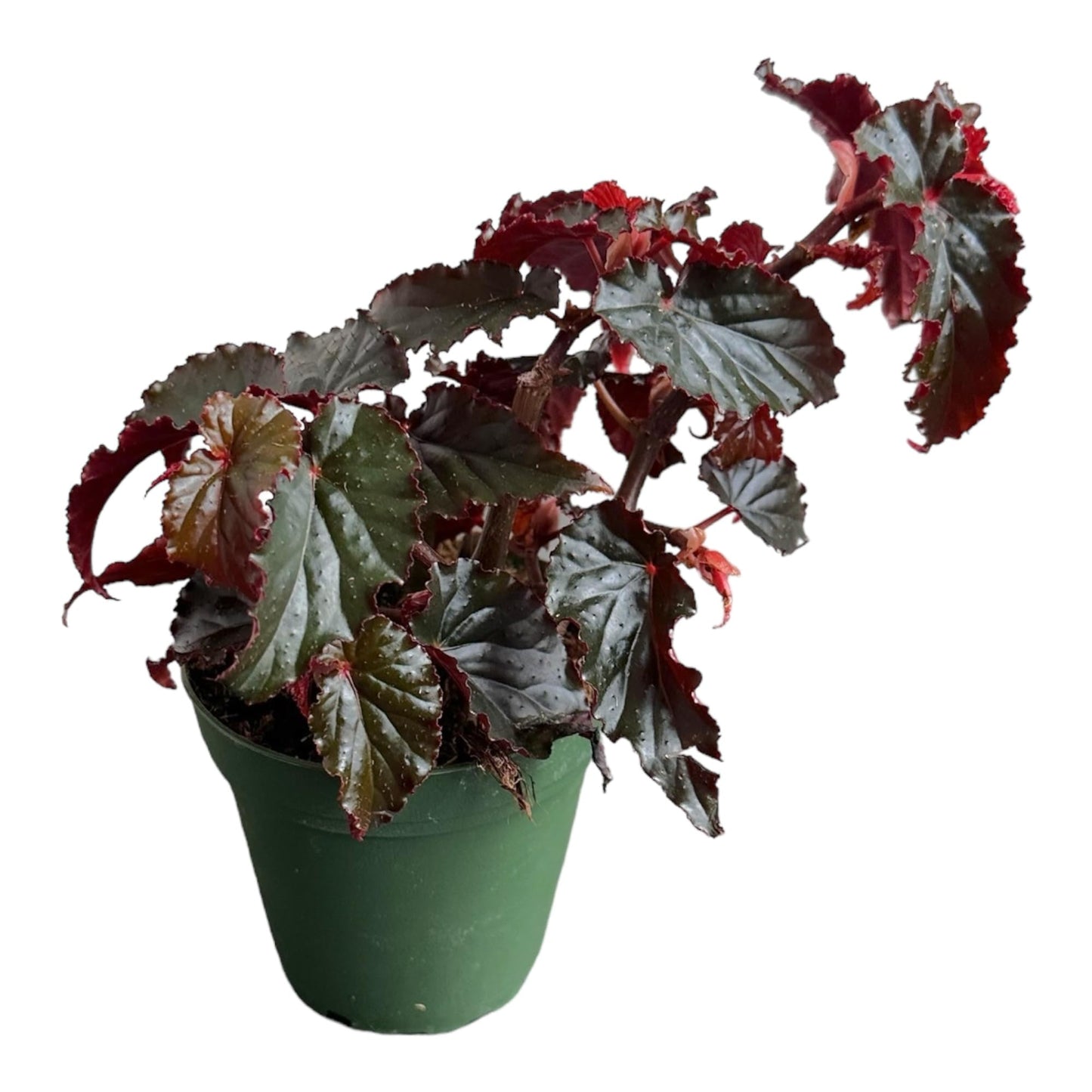 Hopewind plants shop Begonia Black Magic, Begonia Rex, 4 inch Pot, Very Unique and Easy to Care Live Plant
