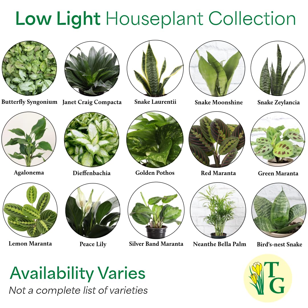 Thorsen's Greenhouse Live Low Light Houseplants (3 Pack), Easy to Grow Indoor Plants, Grower's Choice Bundle, 4-inch Diameter Established Plants, Nursery Pot (3-Pack)