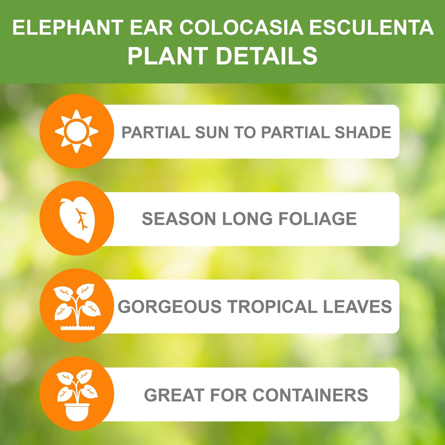Garden State Bulb Colocasia Esculenta Elephant Ear Bulbs, 7/9 inches, Spring Planting (Bag of 5)