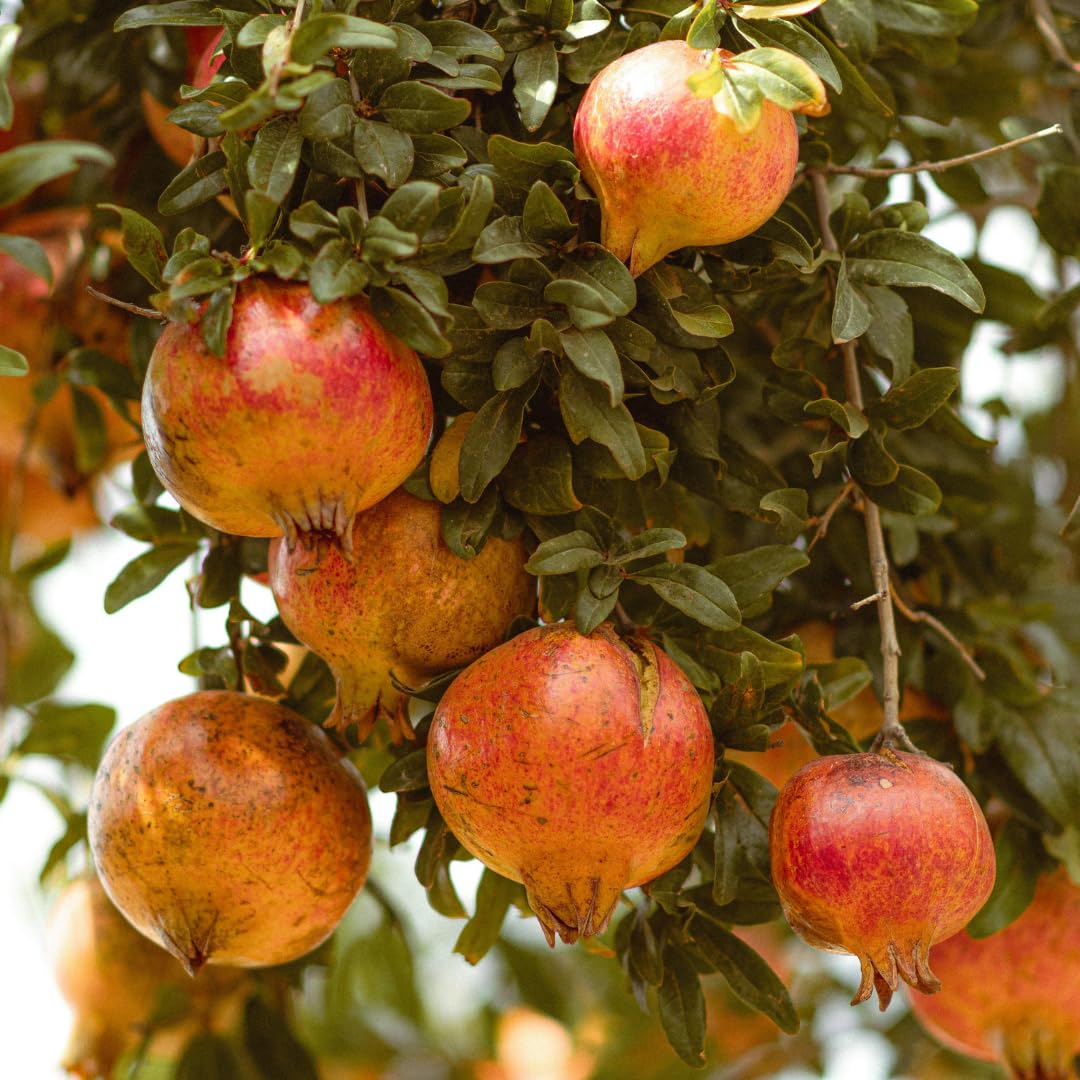 Live Pomegranate Plant, Sweet Pomegranate Tree, Fruit Plant, 4-7 Inches Tall for Indoor Growing
