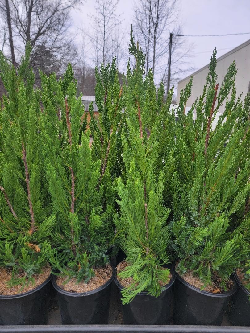 Live Plant - Hollywood Juniper Tree (Kaizuka) - Live Plant - (2.5 Qt)