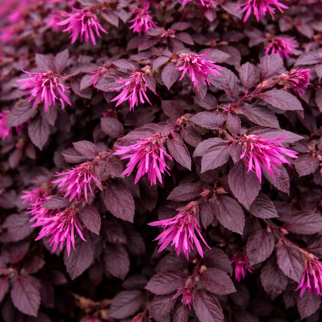 Cerise Charm™ Loropetalum 3-Gallon