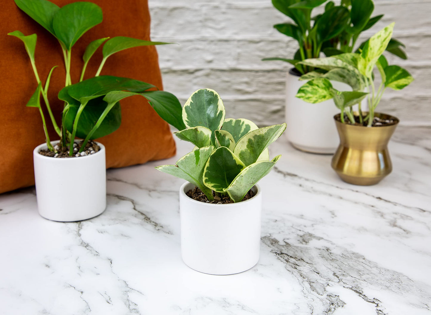 Easy to Grow Houseplants (6 Pack) + Classic Houseplant Collection (4PK) - Home and Office Plant Assortment with Low Maintenance Indoor Plants