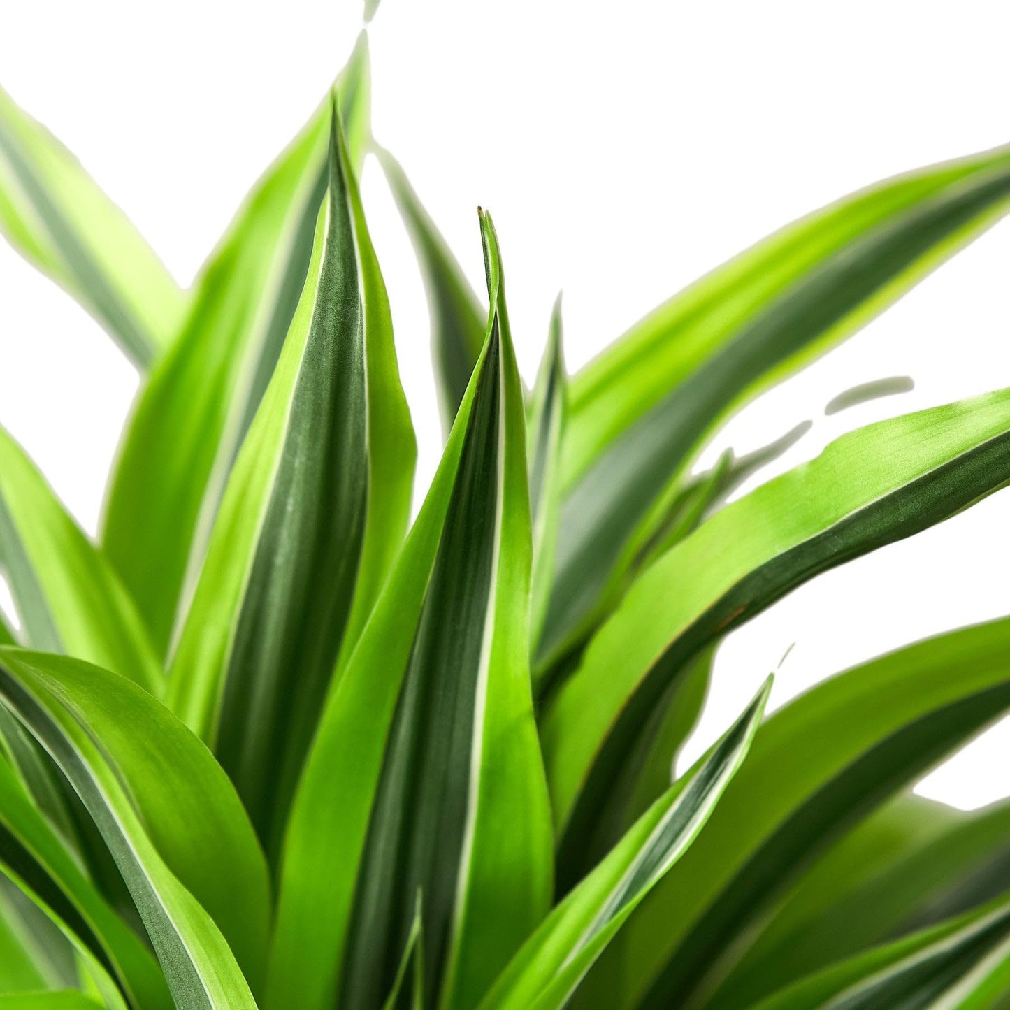 Dracaena Deremensis 'Lemon Surprise' | Live Plant for Indoor & Outdoor | for Living Room, Office, Bathroom | (6" Pot)