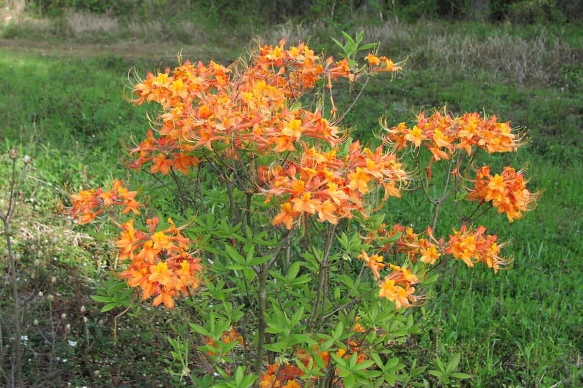 Live Plant - Tipsy Tangerinearomi Azalea Rhododendron Deciduous Small Starter Plantdormant!