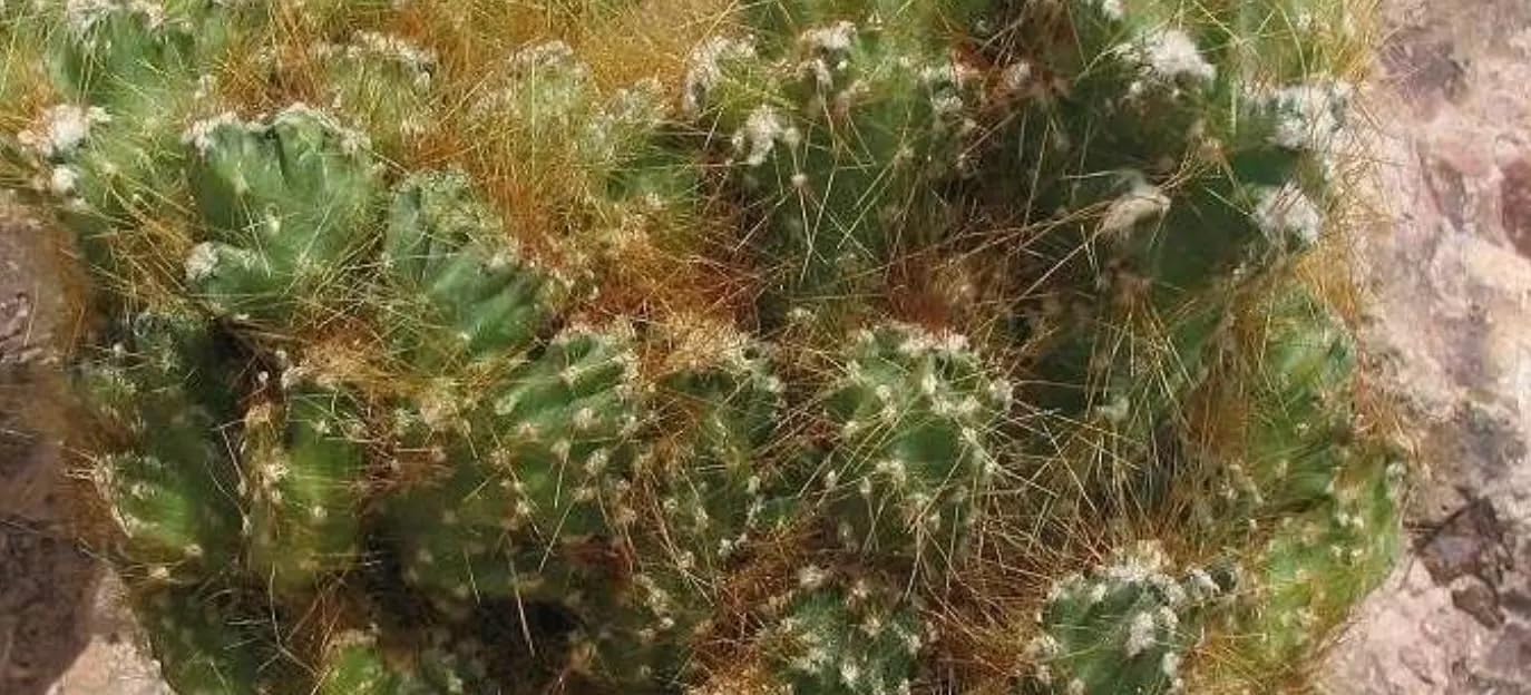 Monstrose Apple Cactus (Cereus peruvianus monstrose) - Extra Large - Live Plant - Minimal Watering - Twisted Growth Pattern