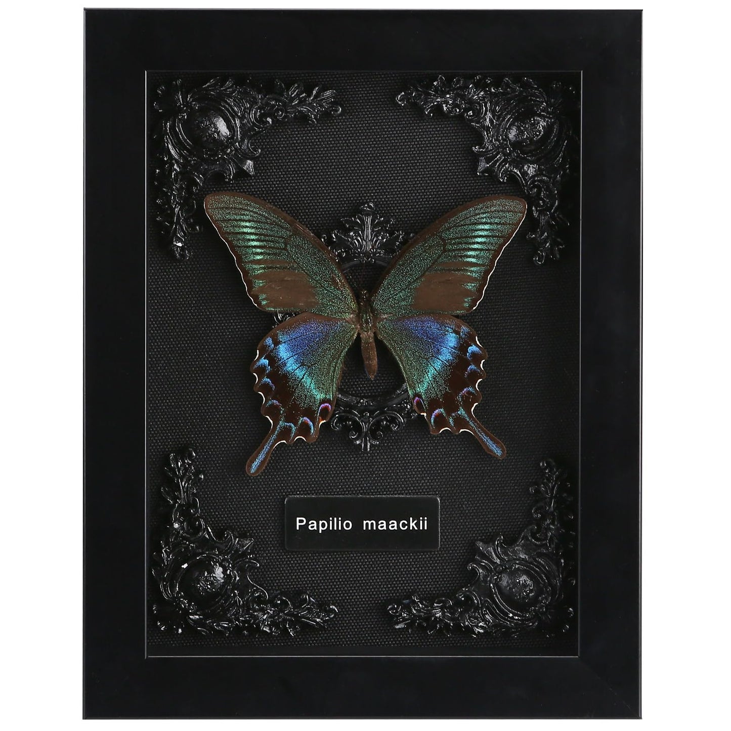Real Framed Butterfly Taxidermy - Shadow Box, Real Framed Butterfly in a Box for Gothic Home Decor Aesthetic (B_Alpine Black Swallowtail Black Background #1)