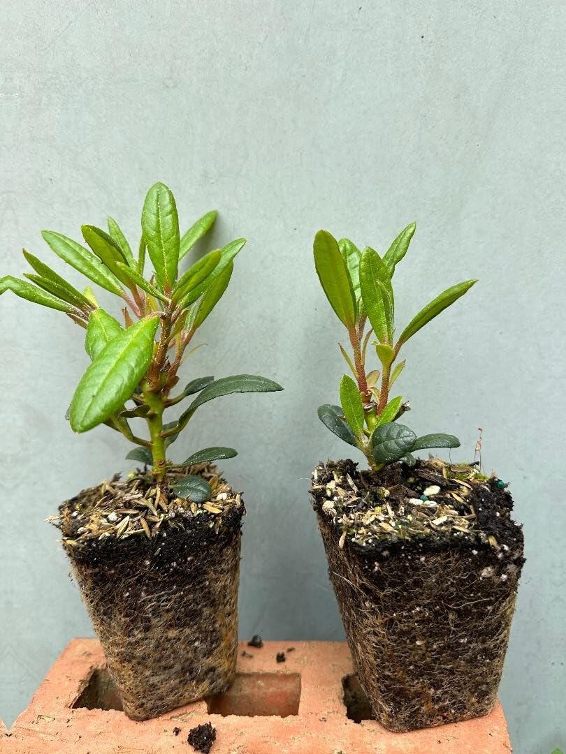 Live Plant - POLARNANCHT RhododendronWell Rooted Starter Plant