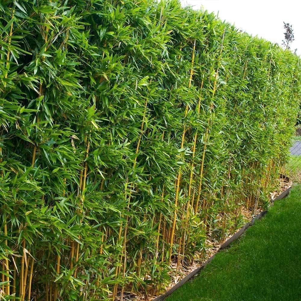 Golden Hedge Bamboo | 1 Extra Large Trade 3 Gallon Plant | Bambusa Multiplex | Clumping Non-Invasive Screening Live Bamboo