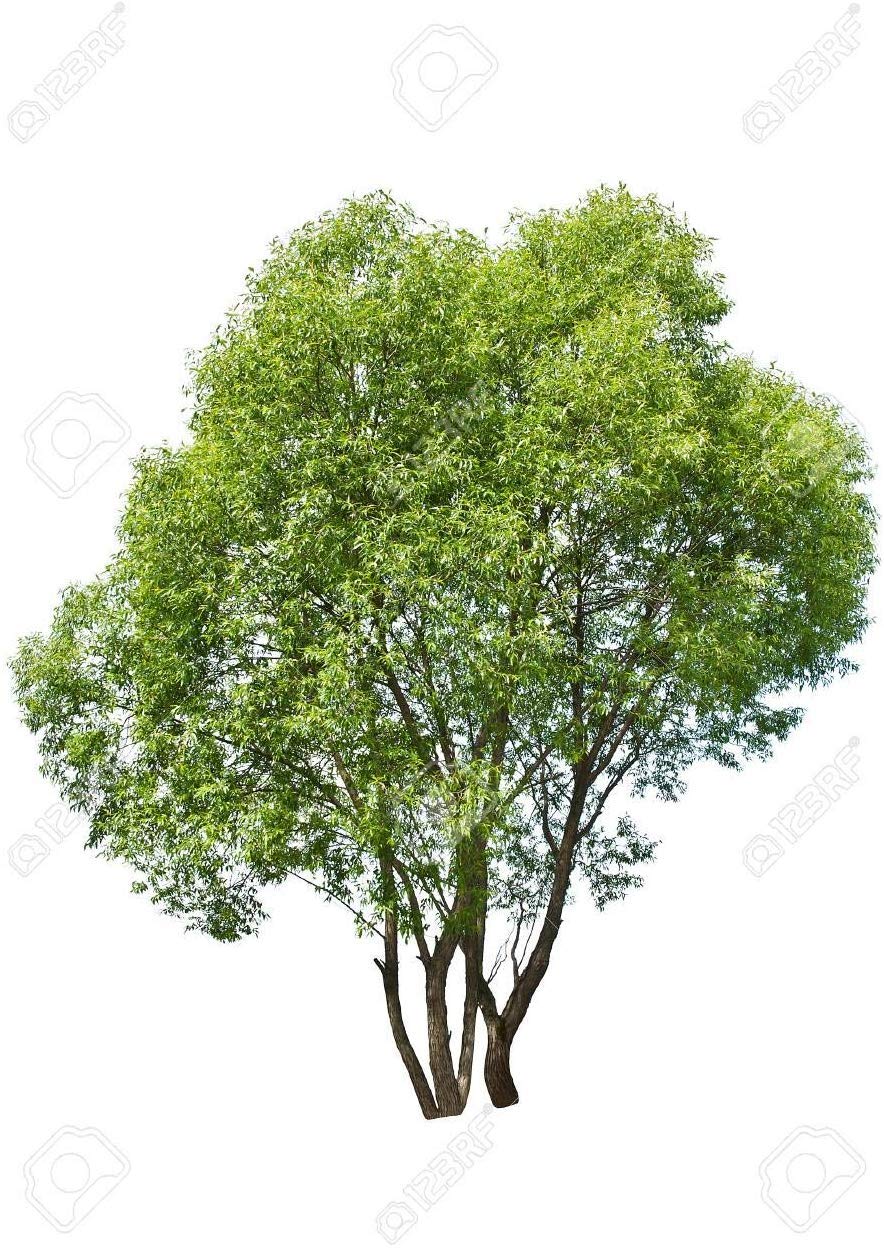 50 Thin Hybrid Willow Tree Cuttings | 1/4 inch or Smaller. 50 Thin Cuttings, Twigs