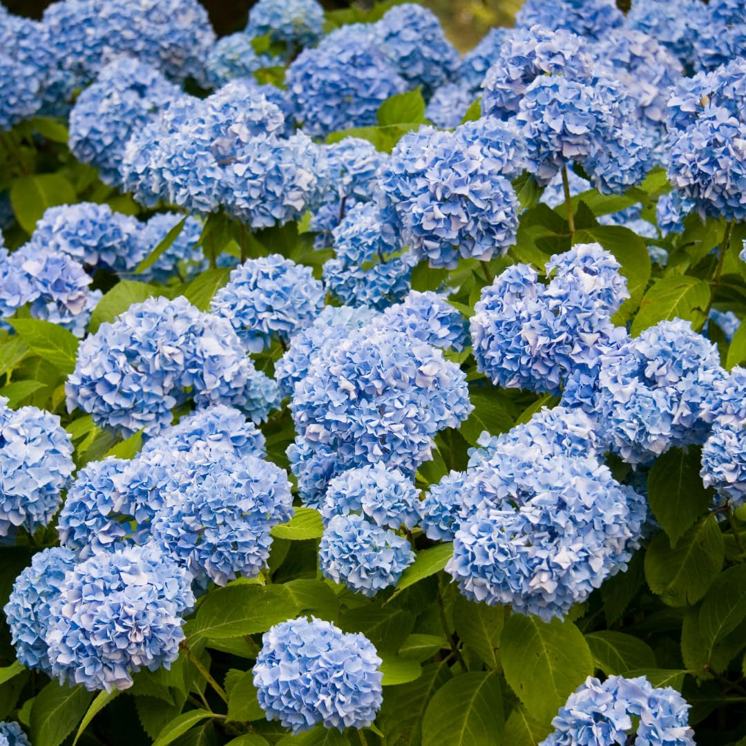 Winter Hardy Pink Shades to Blue Purple Hydrangea Bush Tree Live Shrub Plant, 6-12" Blue to Smooth Pink to Purple Blooms, Established Roots, Dormant, No Leaf