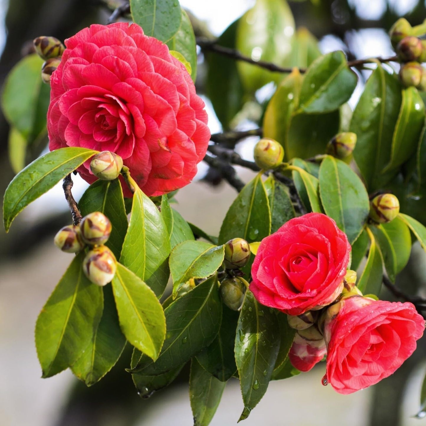 Live Plant - Tom Knudsenunique Bloom Camellia Japonica-Live Starter Plant
