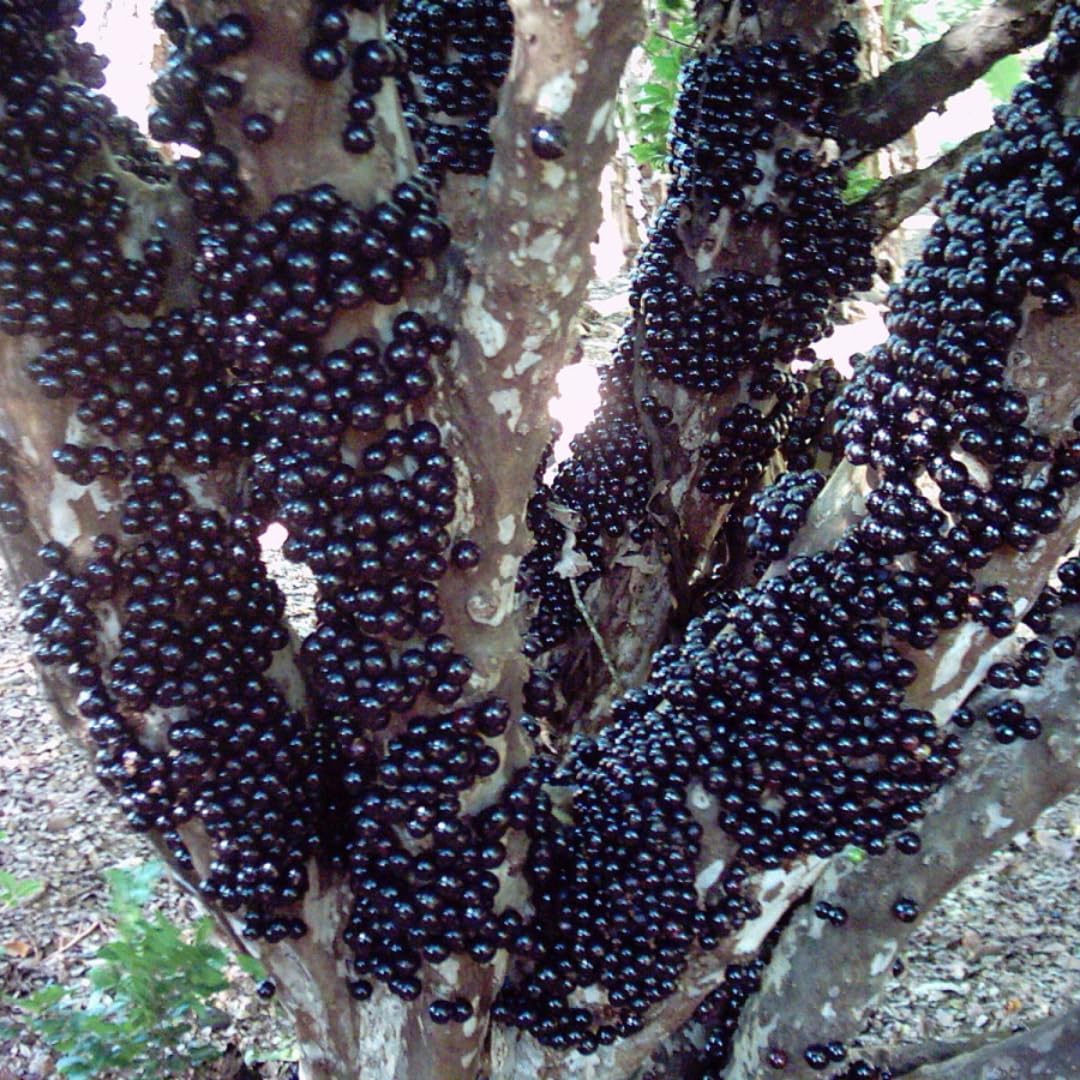 1 Years Old Black Jaboticaba Tree Live Plant No Pot, 1 Feet Tall, Well-Rooted and Fast-Growing Brazilian Jabuticaba Grapetree