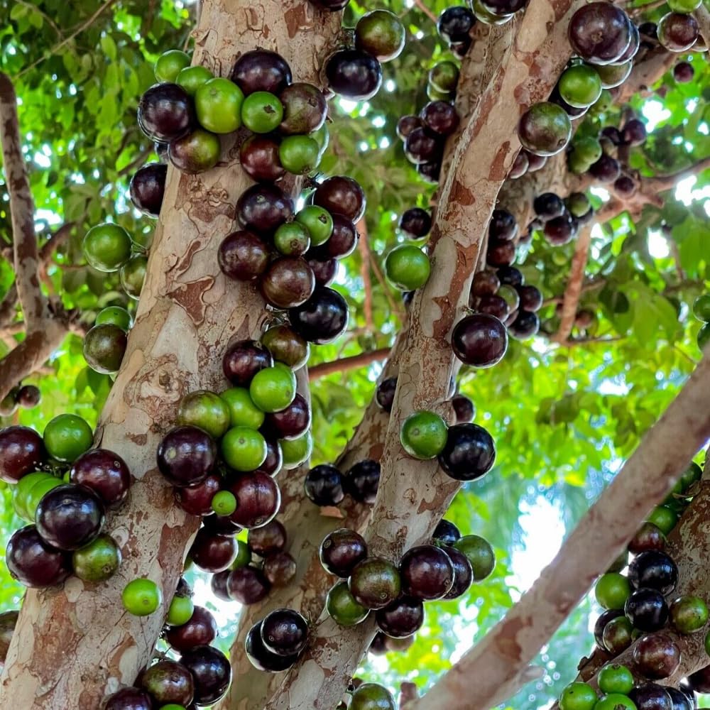 Black Jaboticaba Tree Live Plant, Jabuticaba Plant Starter 4-8 Inches, Brazilian Grape Tree for Outdoor Planting